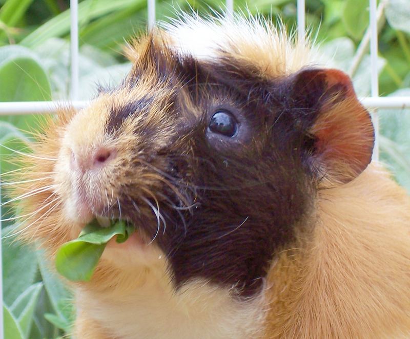 50 ty mampft sich auch durch den Garten!