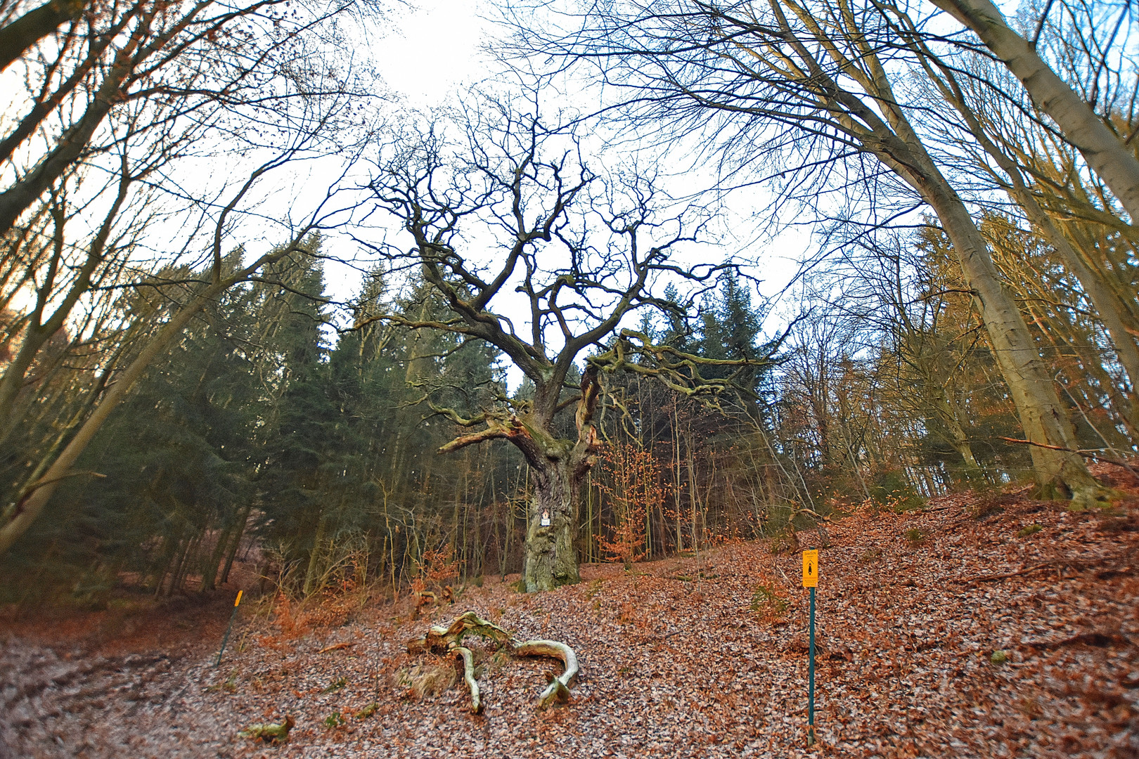 500-jährige Stieleiche