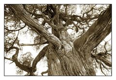 500 Jahre alte Zypresse