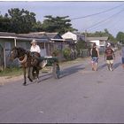 500 Pferde hat Cuba mindestens