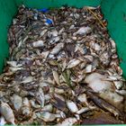 50.000 tote Fische im Max-Eyth-See