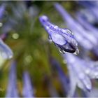 5001   *** Agapanthus im Regen   ___