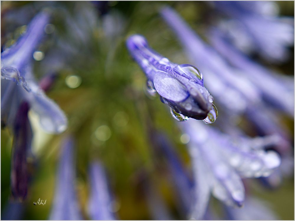 5001   *** Agapanthus im Regen   ___