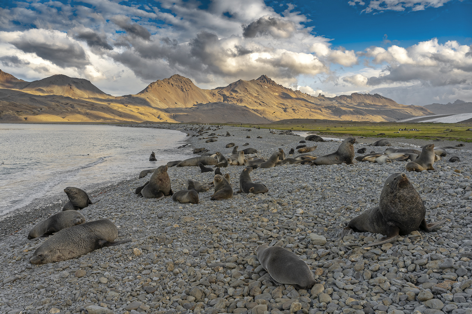 5002TZ Fortuna Bay Landschaft Südgeorgien Seelöwen