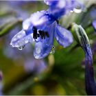 5005   *** Agapanthus im Regen   ___