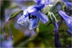 5005   *** Agapanthus im Regen   ___