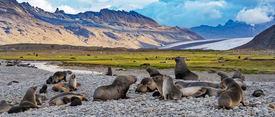 5005TZ Fortuna Bay Landschaft Südgeorgien Seelöwen Panorama