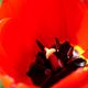 Flower-Close-Up