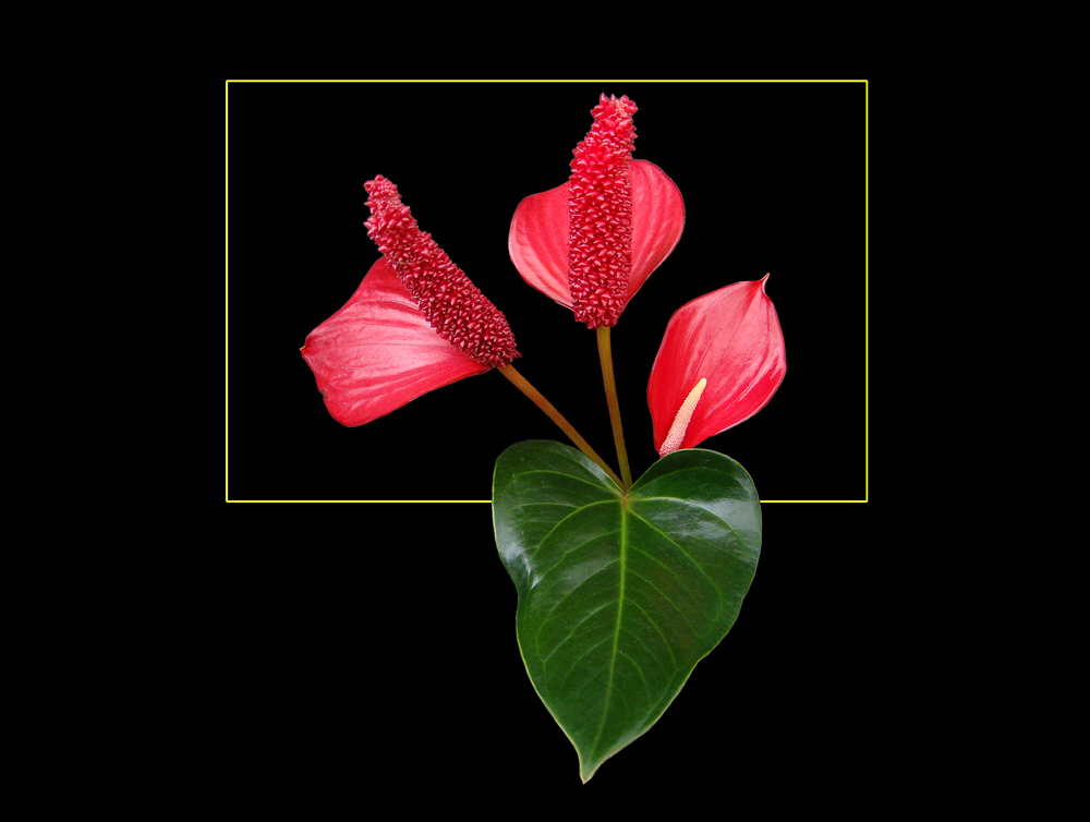 501 ANTHURIUM