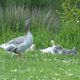 Familie Gans