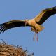 ein Storch