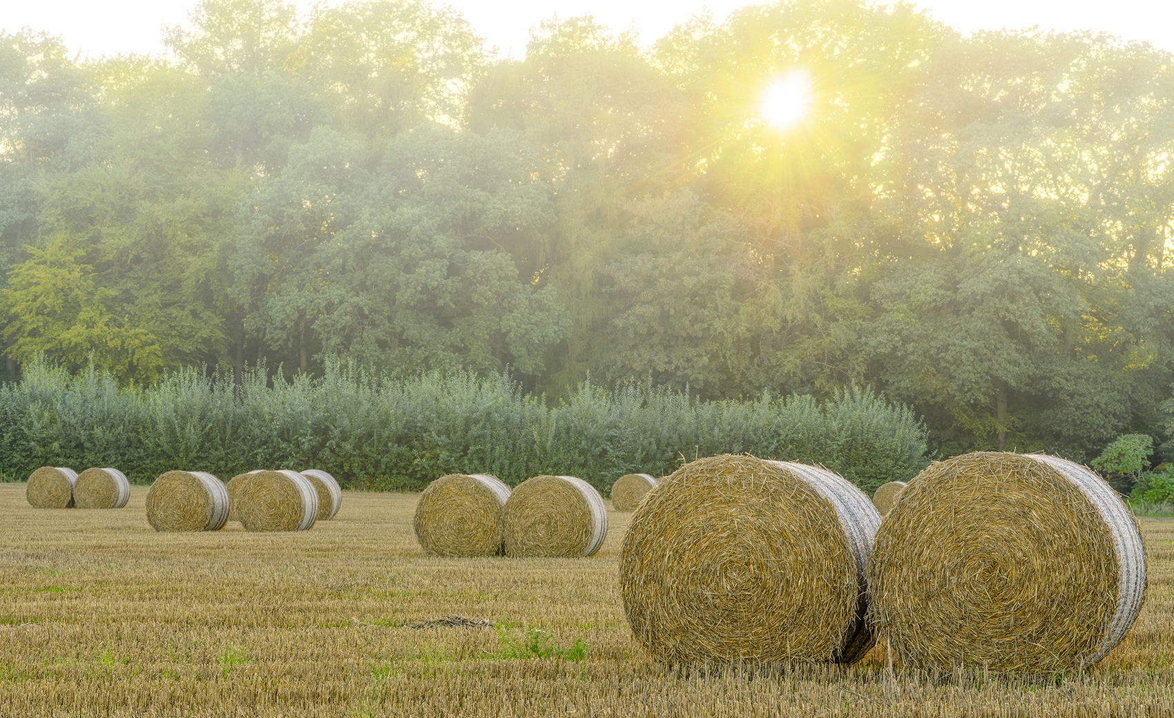 5017SC Strohballen Nebelstimmung beim Sonnenaufgang