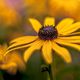 Rudbeckia (gelber Sonnenhut)