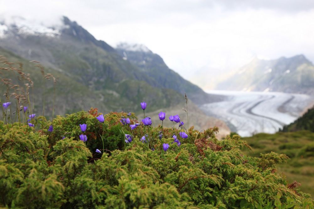 Aletsch von Diana Drechsler