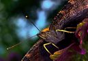 Schmetterlingsportrait von Eurofoto