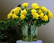 Yellow bunch by FMW51