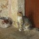 Kretische Katze im Kloster Arkadi (Kreta)