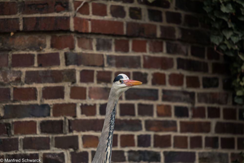 Was guckst du ? von Manfred Schwarck