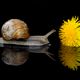 Weinbergschnecke mit Ziel im Blick