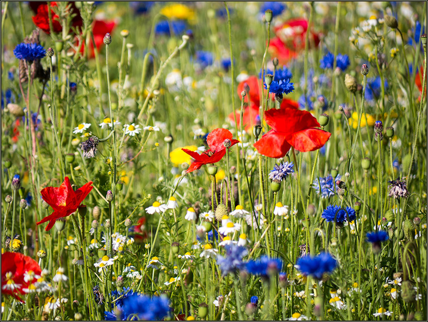 Farben der Natur von Gisela57 