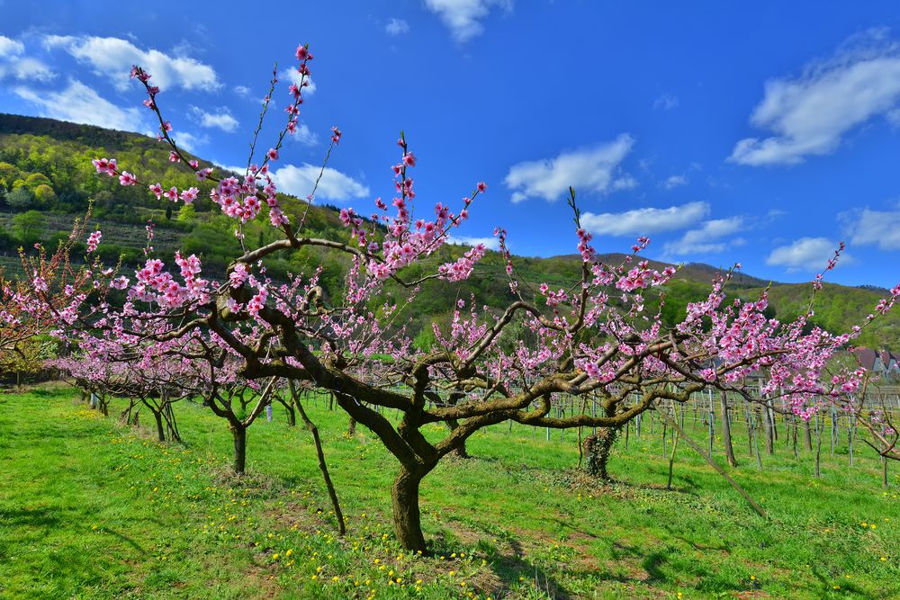 Marillenblüte in der Wachau von Falkmar Ameringer