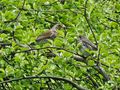 Thrush (Fieldfare) with Baby by -Natasha-