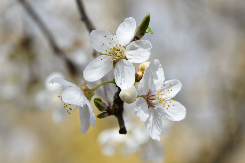 Kirschblüte von Andreas H. Wunsch 