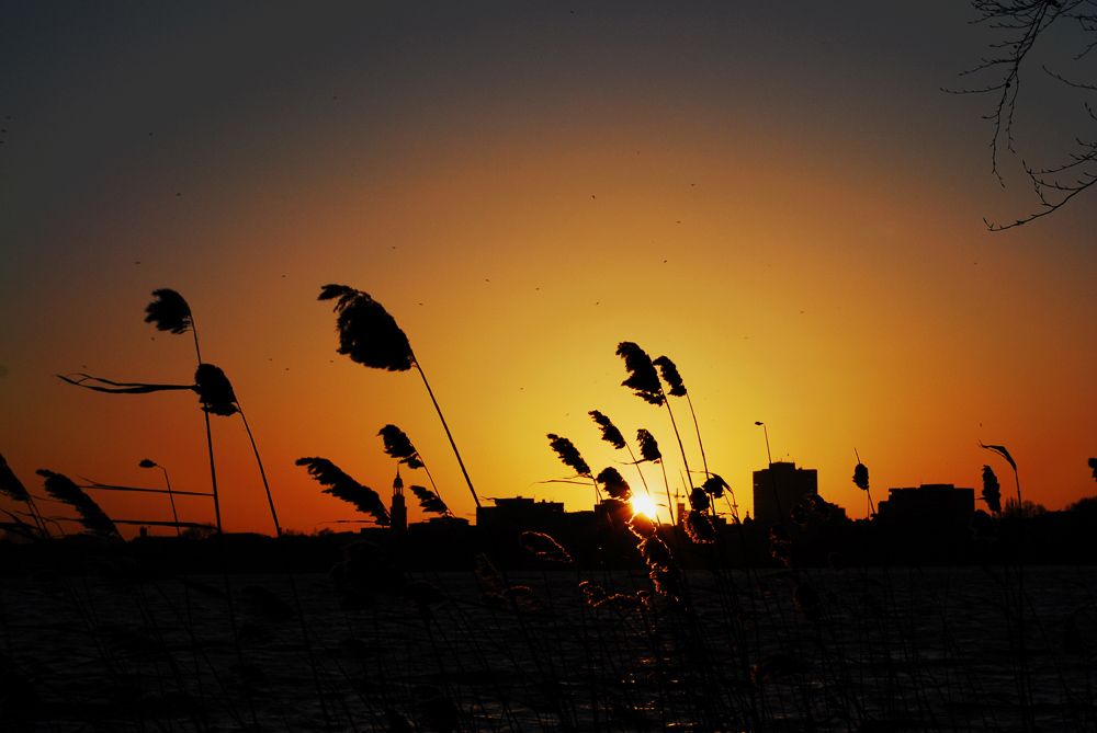 50mm Alster