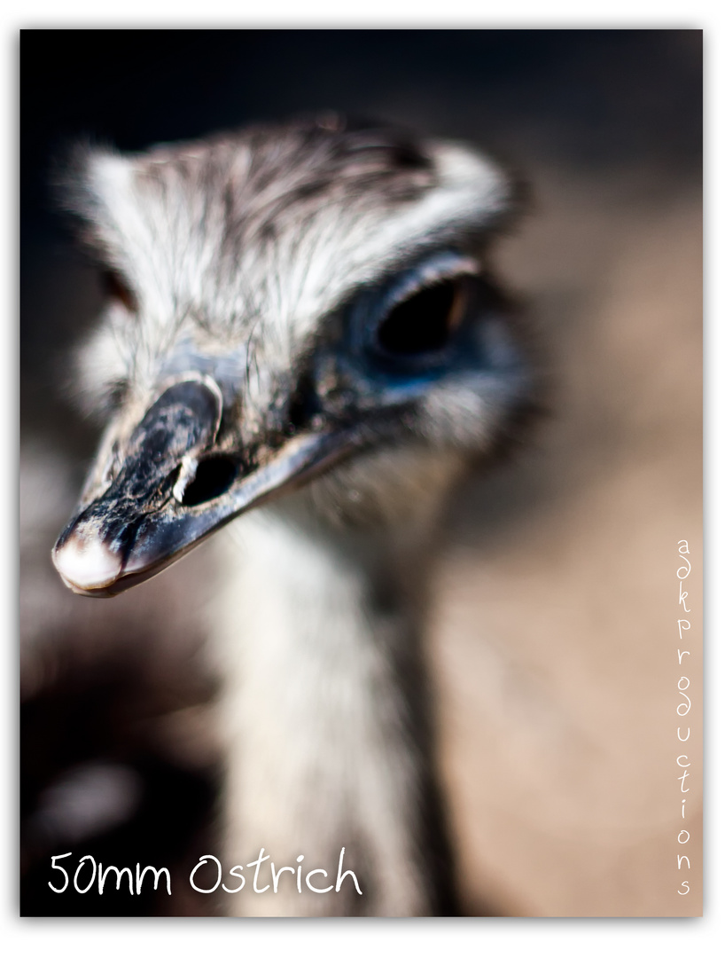 50mm ostrich