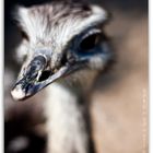 50mm ostrich