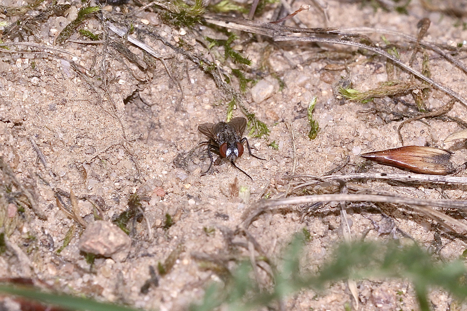 (51) "Beifang" aus der Wildbienenkolonie in Neukappl/Opf., Sommer 2019