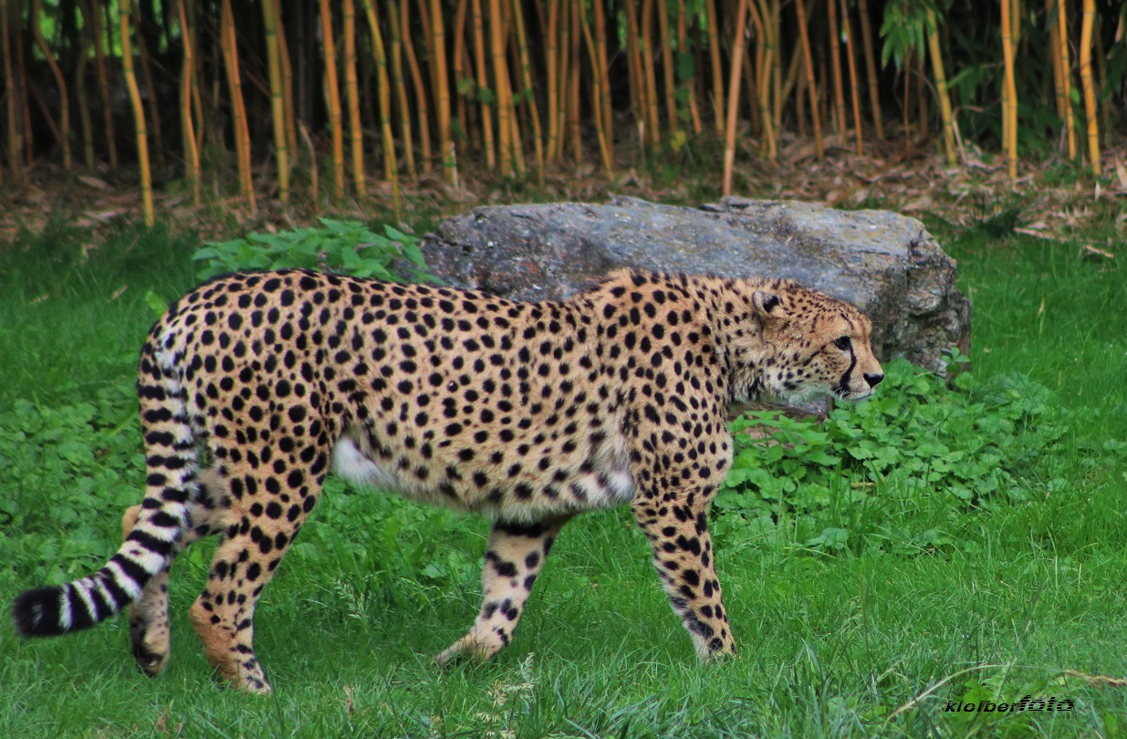 (51) gepard