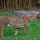 (51) gepard