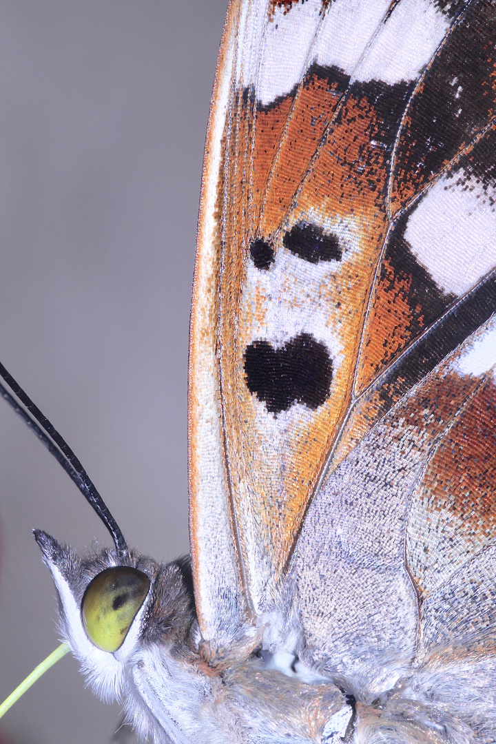 (5/10) Der Große Schillerfalter (Apatura iris)