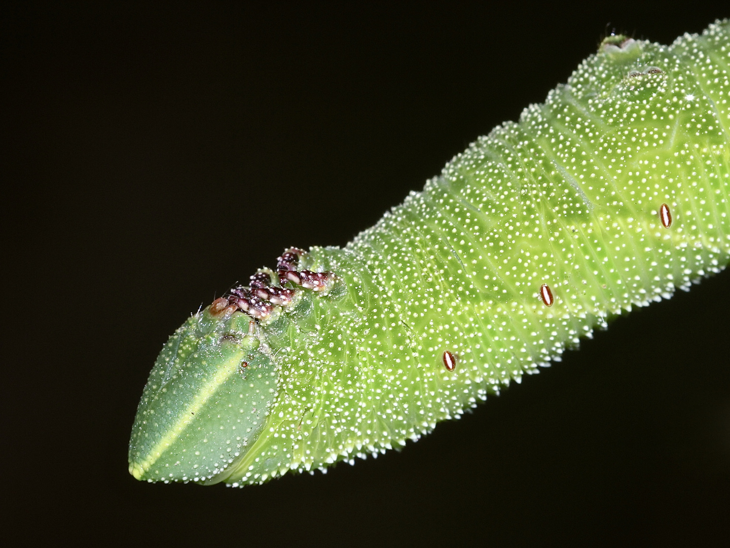 (5/10) Eine Raupe des Abendpfauenauges (Smerinthus ocellata)