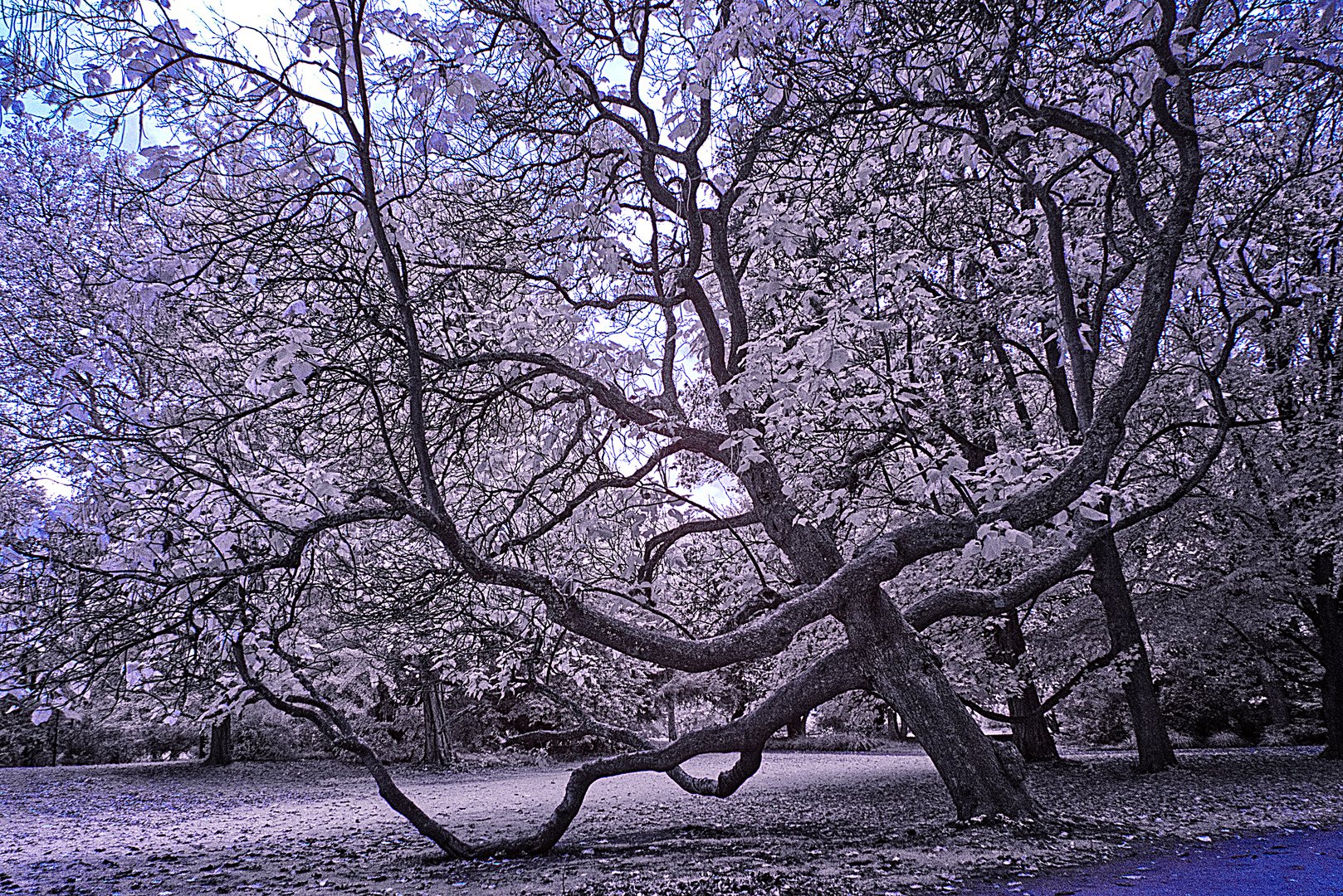 5.10.2019 (27) Volksgarten 