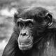 Portrait Schimpanse