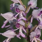 (5/11) Verschiedene Farbvarianten des Helm-Knabenkrauts (Orchis militaris)