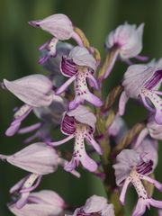 (5/11) Verschiedene Farbvarianten des Helm-Knabenkrauts (Orchis militaris)