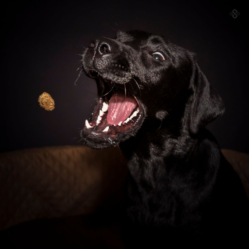 Auf den Hund gekommen von Mario Pr8cht - FineArt Fotografie