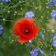 der rote Mohn