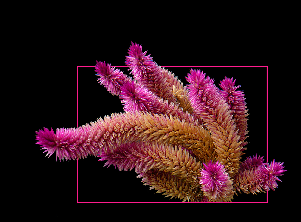 515 CELOSIA