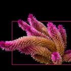 515 CELOSIA