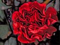 Carnation - the difficult red by FMW51