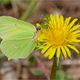 Zitronenfalter (Gonepteryx rhamni)