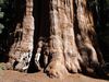 Sequoia-&-Kings-Canyon-N.P.