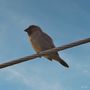 Taiwan Birds: Das Muskatbronzemännchen von Christoph Koch