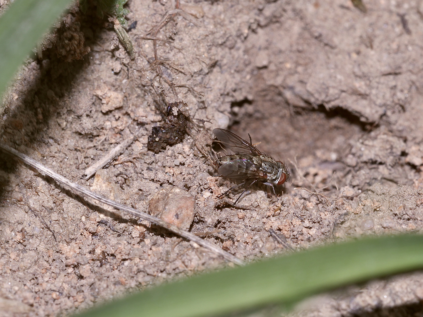 (52) "Beifang" aus der Wildbienenkolonie in Neukappl/Opf., Sommer 2019