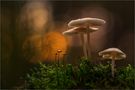 mushrooms di Andreas Mrowetz