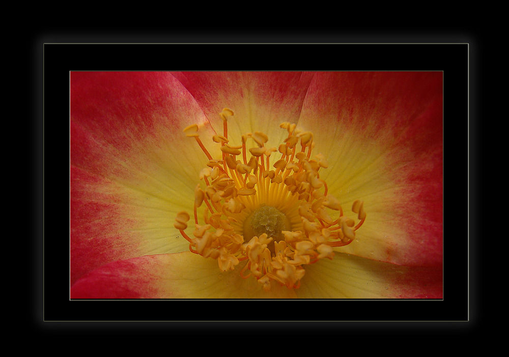 524 ROSA (supermacro)